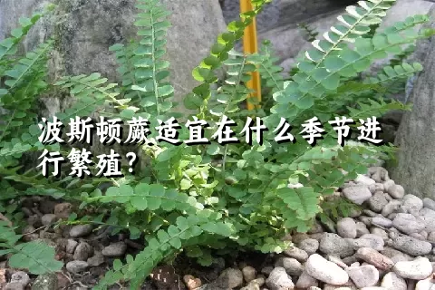 波斯顿蕨适宜在什么季节进行繁殖？