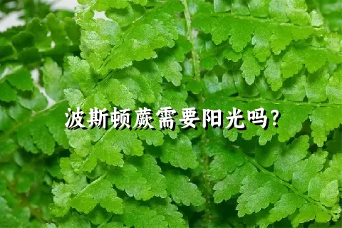 波斯顿蕨需要阳光吗？