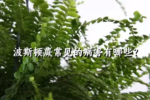 波斯顿蕨常见的病害有哪些？