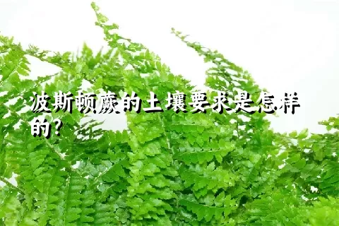 波斯顿蕨的土壤要求是怎样的？