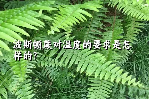 波斯顿蕨对温度的要求是怎样的？