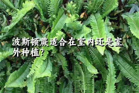 波斯顿蕨适合在室内还是室外种植？