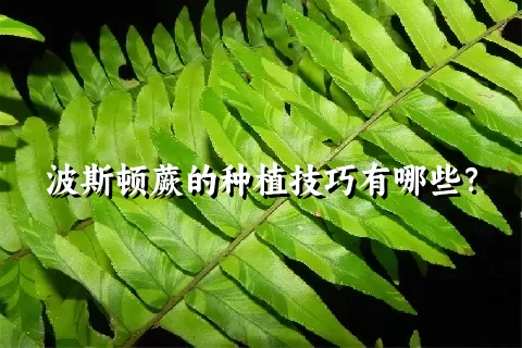 波斯顿蕨的种植技巧有哪些？