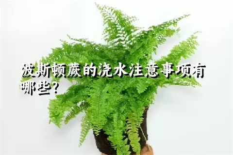 波斯顿蕨的浇水注意事项有哪些？