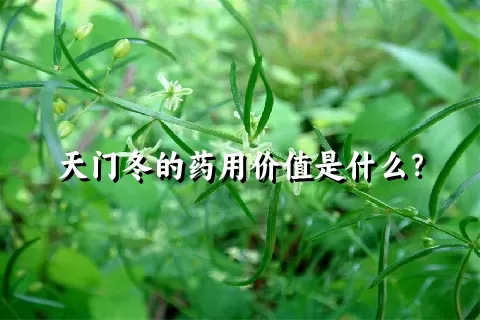 天门冬的药用价值是什么？