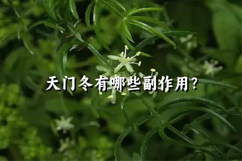 天门冬有哪些副作用？