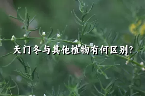 天门冬与其他植物有何区别？