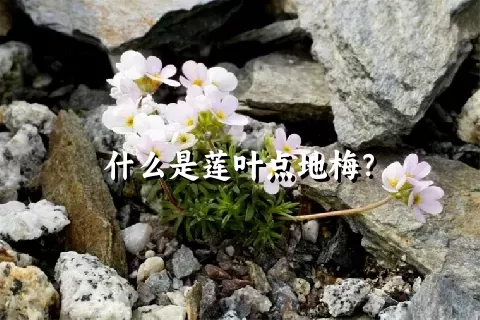 什么是莲叶点地梅？