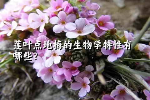 莲叶点地梅的生物学特性有哪些？