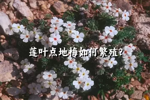 莲叶点地梅如何繁殖？