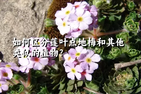 如何区分莲叶点地梅和其他类似的植物？