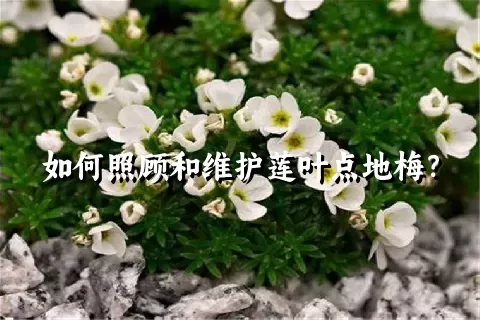 如何照顾和维护莲叶点地梅？