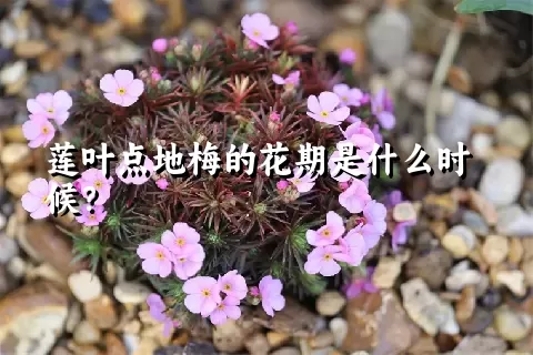 莲叶点地梅的花期是什么时候？