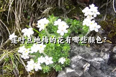 莲叶点地梅的花有哪些颜色？