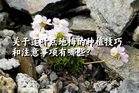 关于莲叶点地梅的种植技巧和注意事项有哪些？