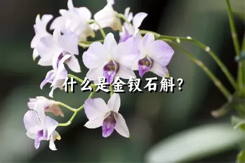 什么是金钗石斛？