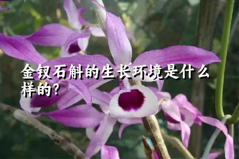 金钗石斛的生长环境是什么样的？