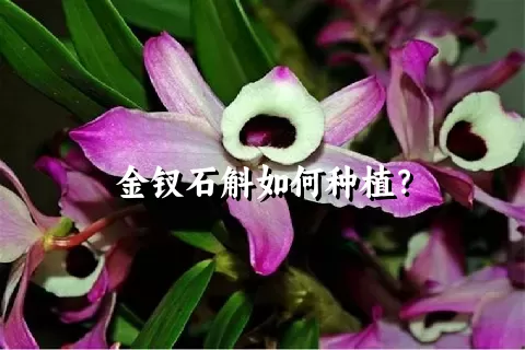 金钗石斛如何种植？