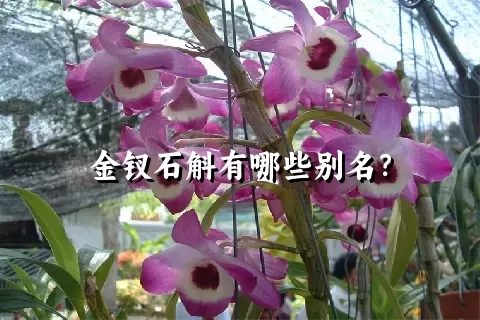 金钗石斛有哪些别名？