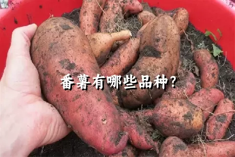 番薯有哪些品种？