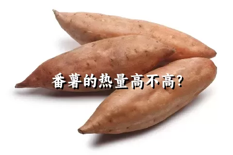 番薯的热量高不高？