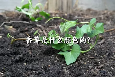 番薯是什么颜色的？