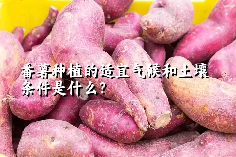 番薯种植的适宜气候和土壤条件是什么？