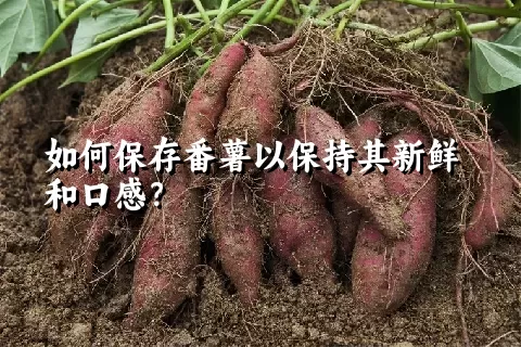 如何保存番薯以保持其新鲜和口感？