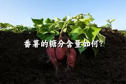 番薯的糖分含量如何？