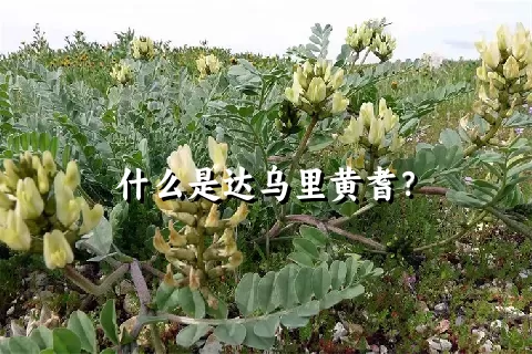 什么是达乌里黄耆？