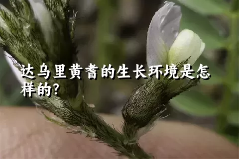 达乌里黄耆的生长环境是怎样的？