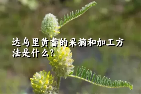 达乌里黄耆的采摘和加工方法是什么？