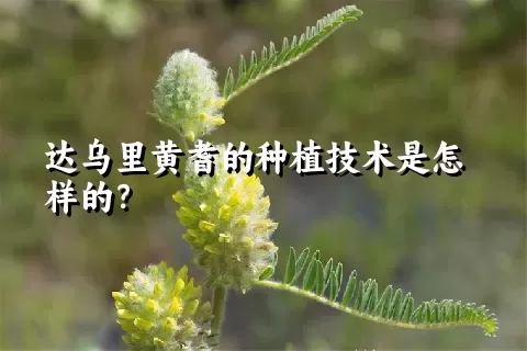 达乌里黄耆的种植技术是怎样的？