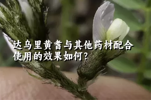 达乌里黄耆与其他药材配合使用的效果如何？