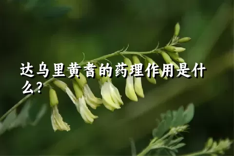 达乌里黄耆的药理作用是什么？