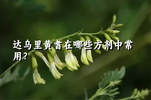 达乌里黄耆在哪些方剂中常用？