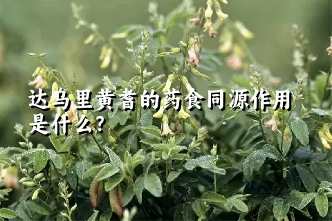 达乌里黄耆的药食同源作用是什么？