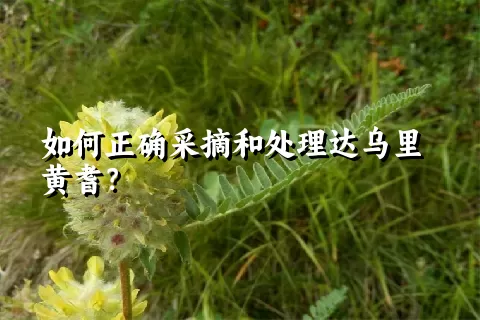 如何正确采摘和处理达乌里黄耆？