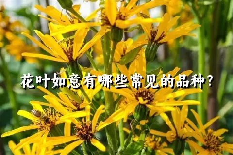 花叶如意有哪些常见的品种？