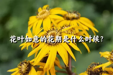 花叶如意的花期是什么时候？