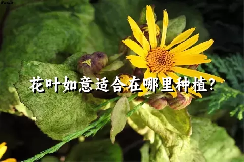 花叶如意适合在哪里种植？