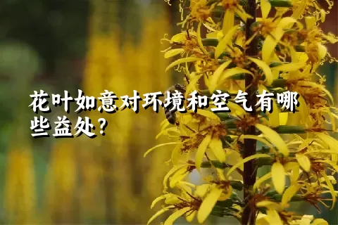 花叶如意对环境和空气有哪些益处？