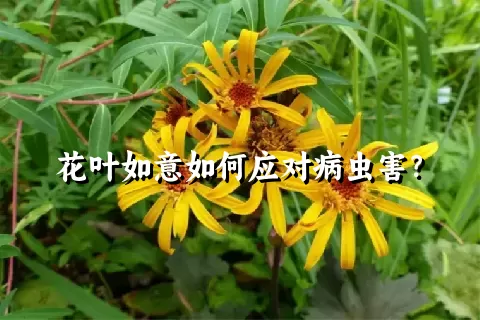 花叶如意如何应对病虫害？