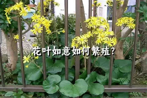 花叶如意如何繁殖？