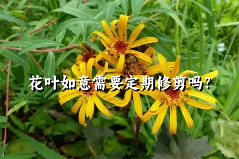 花叶如意需要定期修剪吗？