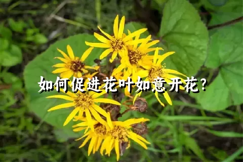 如何促进花叶如意开花？