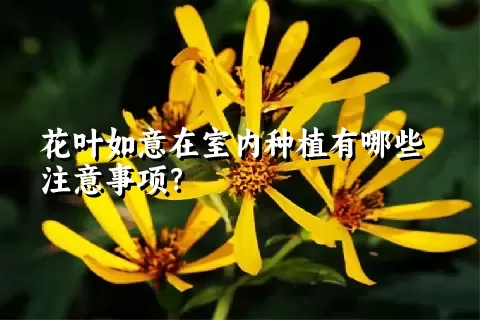 花叶如意在室内种植有哪些注意事项？