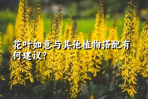 花叶如意与其他植物搭配有何建议？