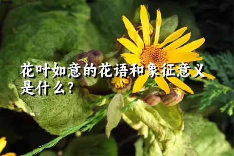 花叶如意的花语和象征意义是什么？