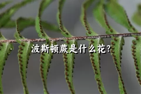 波斯顿蕨是什么花？